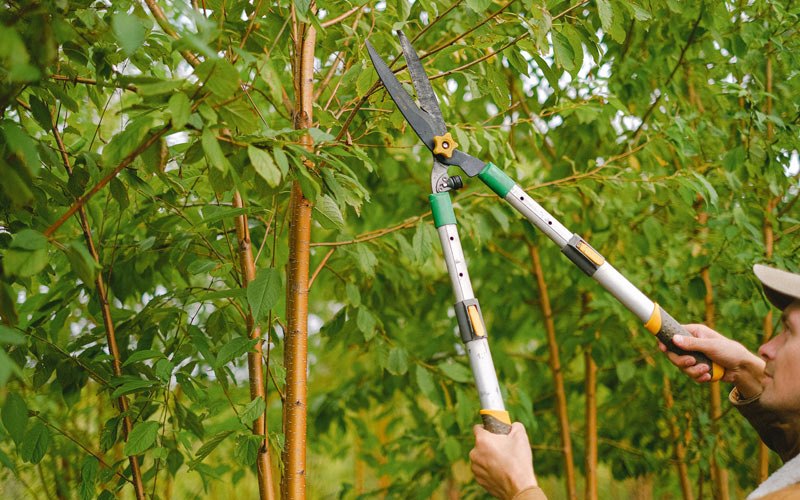 Tree trimming in Grapevine, TX